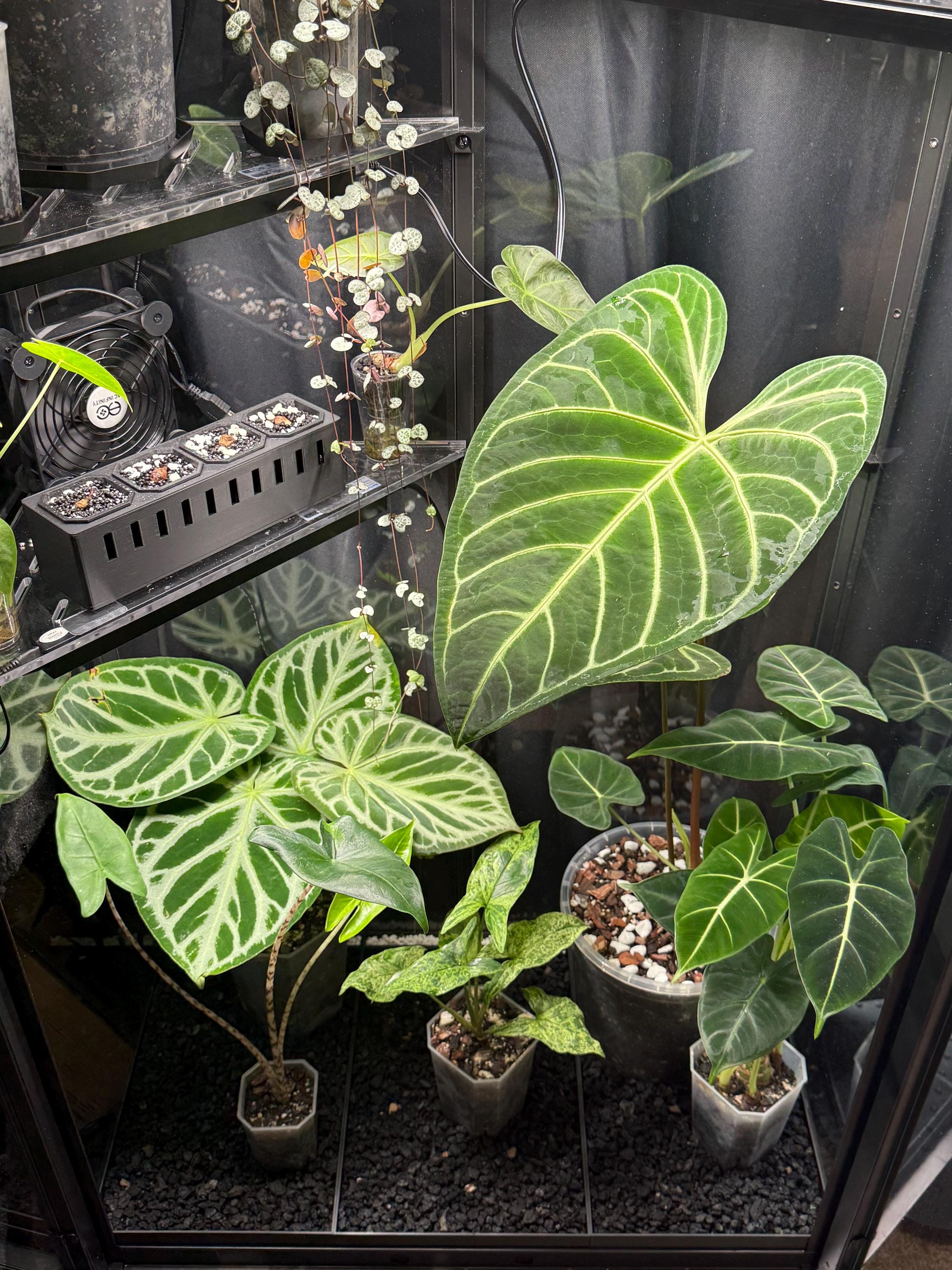 Milsbo Tall Greenhouse Humidity Drip Tray Base - Etsy