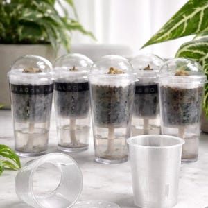 Inserto CormPod / Vaso Corm con autorriego / Inserto de propagación para vasos de postre / Cúpula de humedad para propagación de plantas / Invernadero de armario