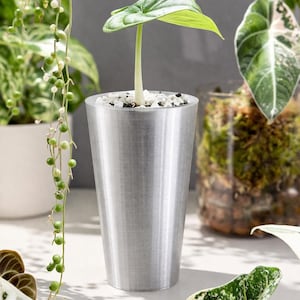 Può includere: Un piccolo vaso in metallo color argento con una singola foglia di Alocasia. La pianta è in un vaso di metallo spazzolato riempito di piccole pietre bianche. Altre piante sono visibili sullo sfondo, tra cui una pianta pendente con piccole perle verdi.