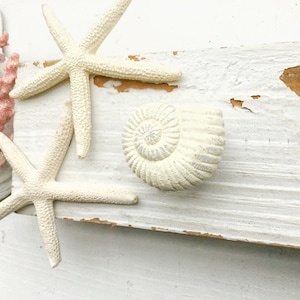May include: White starfish and a white seashell on a white painted wooden surface. The surface has a distressed look with some of the paint chipped away.