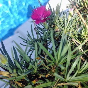 Cheddar Pink Dianthus, rose cottage, dianthus plumarius