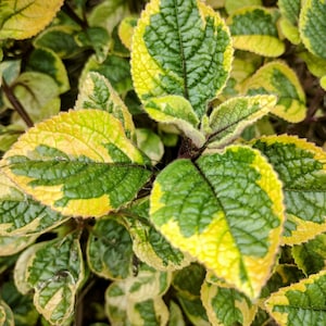 Swedish Ivy, Swedish Begonia, Money Plant
