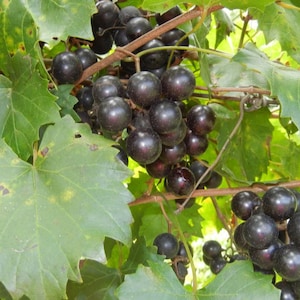Muscadine Grape starter, vitis rotundifolia