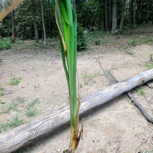 Cattails, Bullrushes, Typha