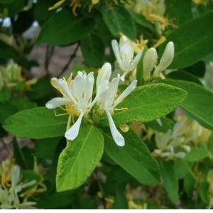 Japanese Honeysuckle cuttings (5), lonicera morrowii