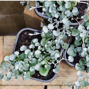 Dichondra, wodospad srebrny