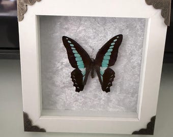 Puede incluir: Una exhibición de mariposas enmarcada. La mariposa tiene alas negras con un patrón de rayas turquesas. El marco blanco tiene detalles decorativos en las esquinas. El fondo es una tela gris claro texturizada.