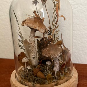 Pilz Cloche