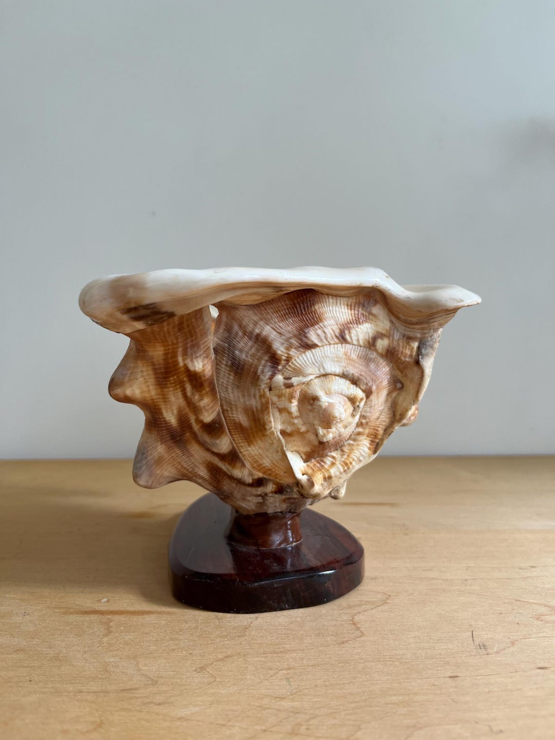 Shell Mounted Sea Shell Mounted on Stand, Indoor Planter, Shell Holder - Etsy