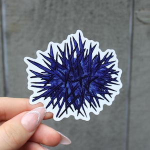 Hand Drawn Sea Urchin Vinyl Sticker | Uni Decal