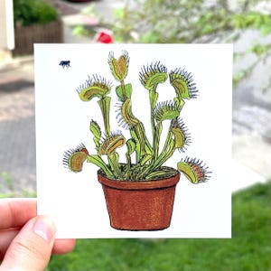 Può includere: Stampa quadrata con un'illustrazione dettagliata di una pianta di Venere acchiappamosche in un vaso di terracotta. La pianta ha foglie verdi e trappole rosso-marroni. Un piccolo insetto nero è disegnato sopra la pianta.