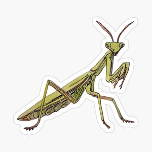 Praying Mantis Sticker