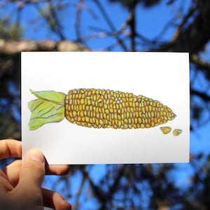 Puede incluir: Ilustración en acuarela de una mazorca de maíz con granos amarillos y hojas verdes. Dos granos sueltos están junto al maíz. La obra de arte está sobre un fondo blanco, contra un cielo azul y ramas de árboles.