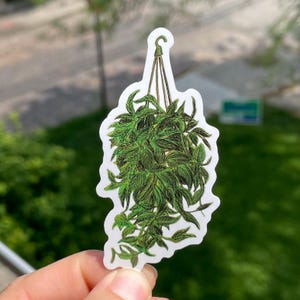 Puede incluir: Una pegatina con una ilustración detallada de una planta colgante con exuberantes hojas verdes. La planta está suspendida por cuerdas marrones de un gancho. La pegatina tiene un borde blanco y se sostiene contra un fondo borroso.