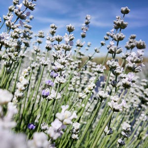 May include: A field of lavender plants with tall, slender green stems and clusters of small, pale purple and white flowers. The blossoms are arranged in spikes, reaching upward toward a bright blue sky with soft, wispy clouds in the background.