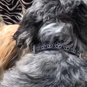 May include: A black dog collar featuring a repeating pattern of silver pentagrams with subtle iridescent accents. The collar is worn around the neck of a fluffy, grey and black mottled dog, with a portion of a second dog's collar visible nearby.