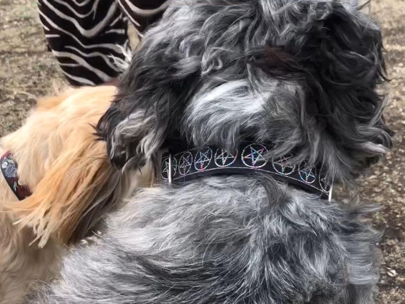 May include: A black dog collar featuring a repeating pattern of silver pentagrams with subtle iridescent accents. The collar is worn around the neck of a fluffy, grey and black mottled dog, with a portion of a second dog's collar visible nearby.