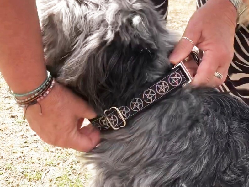May include: A black dog collar featuring a repeating pattern of white pentagrams. The collar includes a silver-toned metal buckle and an adjustable sliding hardware piece, secured around the neck of a grey-furred dog with long, textured hair.