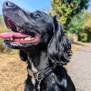 May include: A black dog with long ears and a white patch on its chest wears a black collar featuring white pentagram symbols and the text REBEL HOUND. The dog has its mouth open with its pink tongue extended, showing white teeth and dark gums.