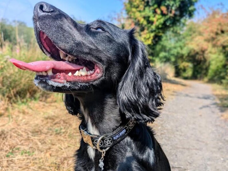 May include: A black dog with long ears and a white patch on its chest wears a black collar featuring white pentagram symbols and the text REBEL HOUND. The dog has its mouth open with its pink tongue extended, showing white teeth and dark gums.