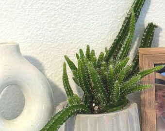 Dog Tail Cactus Aporocactus Flagelliformis Selenicereus| 4" pot rooted plant