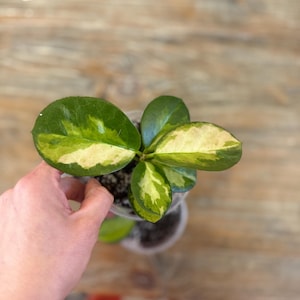 Pode incluir: Vista de cima de uma pequena planta em vaso com folhas variegadas. As folhas s&atilde;o uma mistura de verde e amarelo creme. A planta est&aacute; num vaso de pl&aacute;stico transparente, sobre uma superf&iacute;cie de madeira.