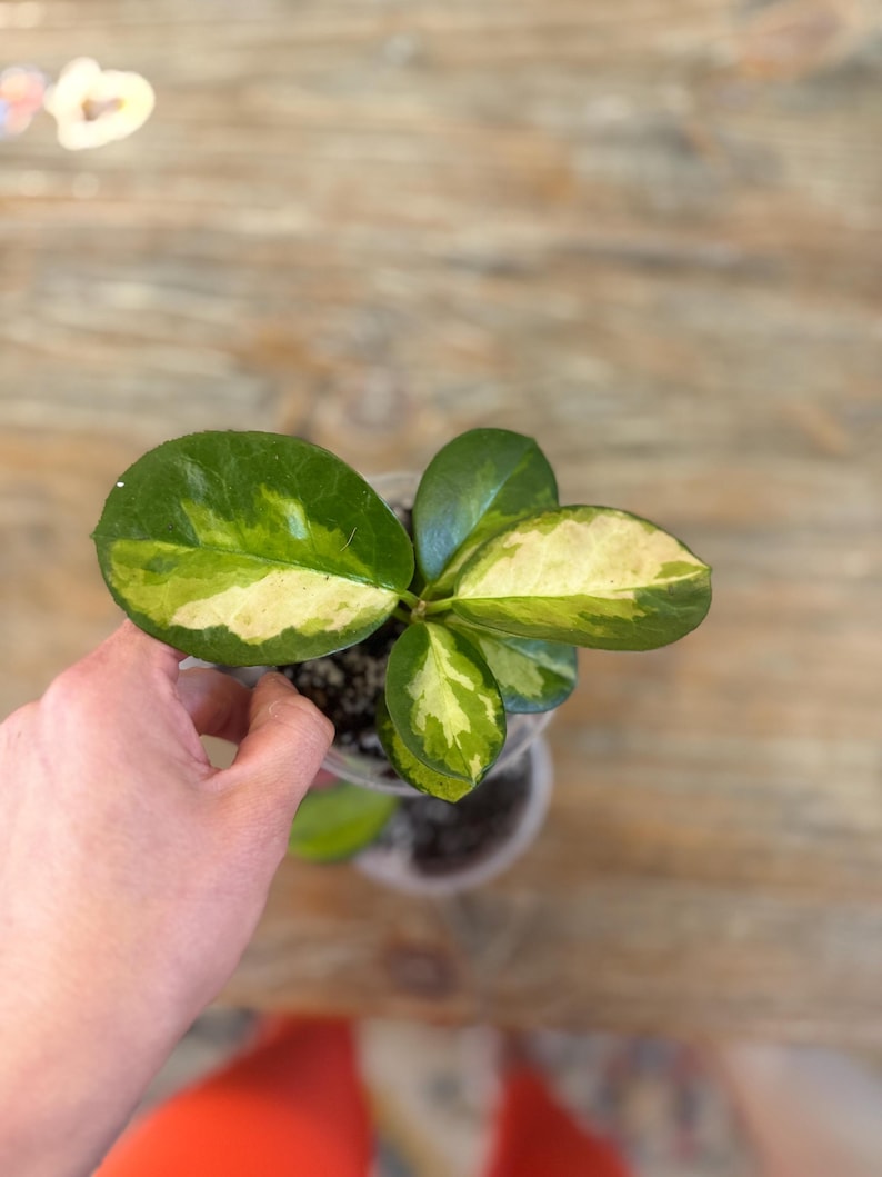 Pode incluir: Vista de cima de uma pequena planta em vaso com folhas variegadas. As folhas s&atilde;o uma mistura de verde e amarelo creme. A planta est&aacute; num vaso de pl&aacute;stico transparente, sobre uma superf&iacute;cie de madeira.