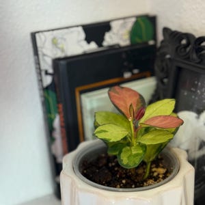 Hoya Australis Lisa - rooted 4" imagem 6