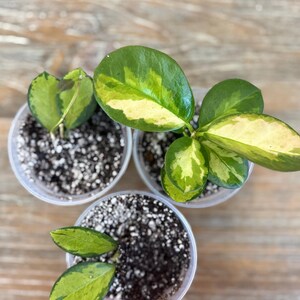 Pode incluir: Tr&ecirc;s pequenas plantas em vasos com folhas variegadas verdes e amarelas. As plantas est&atilde;o em vasos de pl&aacute;stico transparente cheios de terra. As folhas t&ecirc;m formato de cora&ccedil;&atilde;o e formato oval. O fundo &eacute; uma superf&iacute;cie de madeira marrom clara.