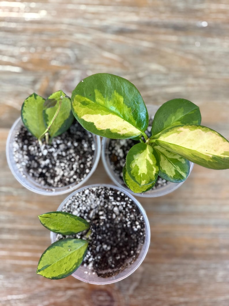 Pode incluir: Tr&ecirc;s pequenas plantas em vasos com folhas variegadas verdes e amarelas. As plantas est&atilde;o em vasos de pl&aacute;stico transparente cheios de terra. As folhas t&ecirc;m formato de cora&ccedil;&atilde;o e formato oval. O fundo &eacute; uma superf&iacute;cie de madeira marrom clara.