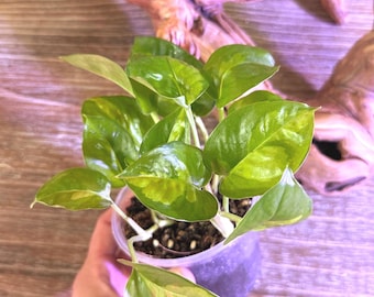 Epipremnum Global Green 4” rooted plant
