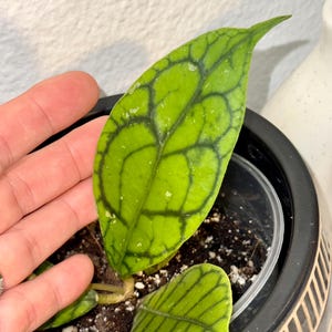 Hoya Kalimantan  - Veiny Hoya - Crocodile Hoya - Live Plant - 4 rooted inch pot