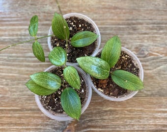 Hoya Fitchii in 4” pot