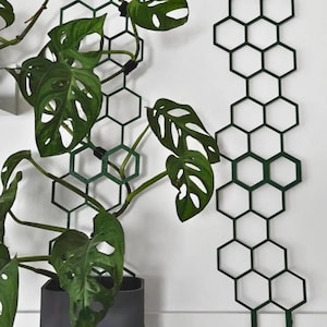 May include: Green, geometric plant trellis with a honeycomb design. The trellis is supporting a potted plant with large, green leaves. A second trellis is mounted on the wall. The plant pot is gray and white.