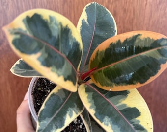 Ficus Tineke Variegated Rubber Live Plant -4inch Rooted