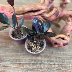 May include: Two small potted plants with dark purple leaves and stems. The leaves have a glossy texture and a hint of purple. The pots are clear plastic, and the plants sit on a wooden surface. A piece of driftwood is in the background.