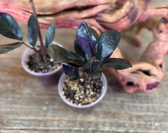 Black Raven ZZ| 4" pot, Zamioculcas Zamiifolia Raven