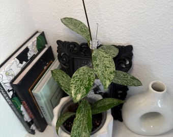 Hoya Pubicalyx Silver Splash- 4" Pot