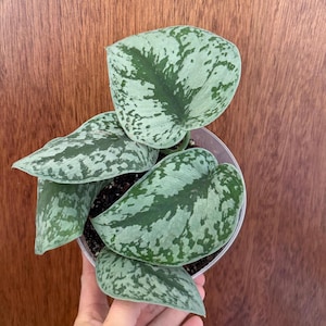 May include: A close-up of a Scindapsus pictus plant, also known as Satin Pothos, in a clear plastic pot. The plant has large, heart-shaped leaves with a silvery-green base and darker green markings. The background is a wooden surface.