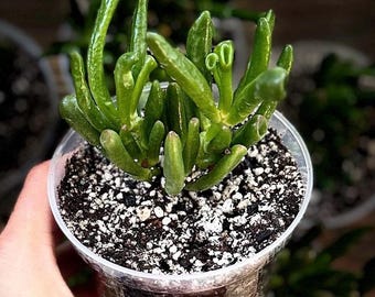 Crassula ovata 'Gollum' - Succulent Plant- 4" Nursery Pot