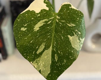 Monstera Thai Constellation 6" Rooted