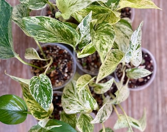 Pothos Marble “Snow” Queen 4 inch rooted plant