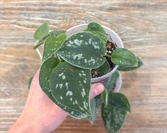 Satin Pothos - Silk pothos - Silver vine - Scindapsus Pictus Argyraeus, live rooted plant 4’ pot