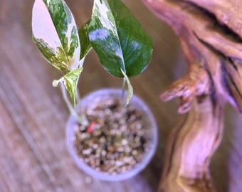 Epipremnum Pinnatum Albo Variegated| Albo Pothos rooted in 4" Pot