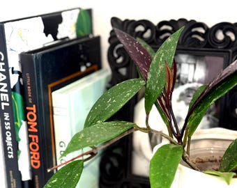 Hoya Pubicalyx RHP — “Royal Hawaiian Purple”- Rooted 4"Pot