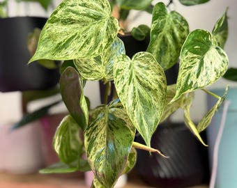 Philodendron Hederaceum Variegated - Rare Variegated Heartleaf Philodendron-4" Nursery Pot