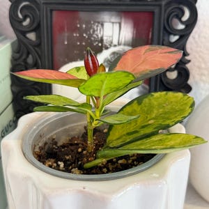 Hoya Australis Lisa - rooted 4" imagem 2