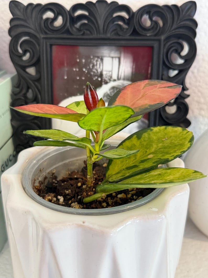 Hoya Australis Lisa - rooted 4" imagem 2