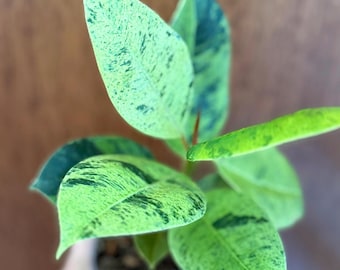 Rare Ficus Shivereana Moonshine: Variegated with Minty Speckled Leaves -4inch rooted