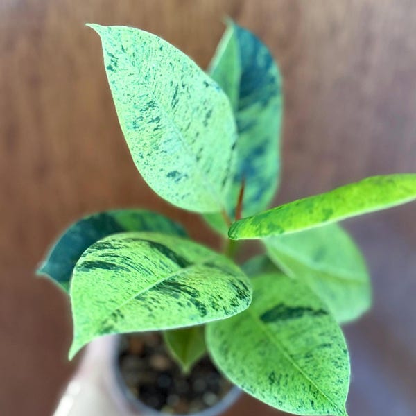Rare Ficus Shivereana Moonshine: Variegated with Minty Speckled Leaves -4inch rooted